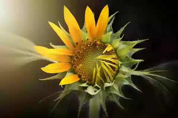 Foto de natureza ilustrativa do versículo da Bíblia: Levítico 8:35 - Permanecereis, pois, à porta da tenda da revelação dia e noite por sete dias, e guardareis as ordenanças do Senhor, para que não morrais; porque assim me foi ordenado.