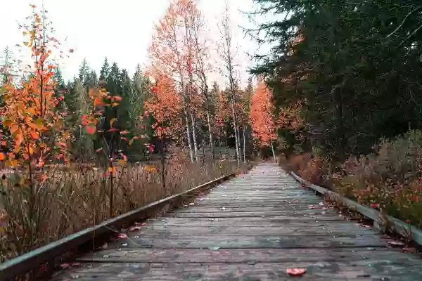 Foto de natureza ilustrativa do versículo da Bíblia: Oséias 4:3 - Por isso a terra se lamenta, e todo o que nela mora desfalece, juntamente com os animais do campo e com as aves do céu; e até os peixes do mar perecem.