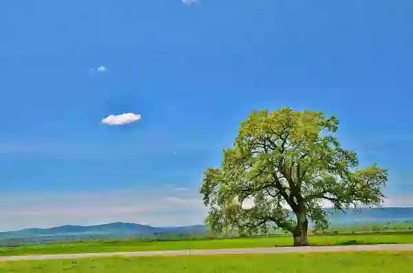 Foto de natureza ilustrativa do versículo da Bíblia: Daniel 4:25 - serás expulso do meio dos homens, e a tua morada será com os animais do campo, e te farão comer erva como os bois, e serás molhado do orvalho do céu, e passar-se-ão sete tempos por cima de ti; até que conheças que o Altíssimo tem domínio sobre o reino dos homens, e o dá a quem quer.