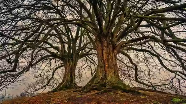 Foto de natureza ilustrativa do versículo da Bíblia: Daniel 4:26 - E quanto ao que foi dito, que deixassem o tronco com as raízes da árvore, o teu reino voltará para ti, depois que tiveres conhecido que o céu reina.