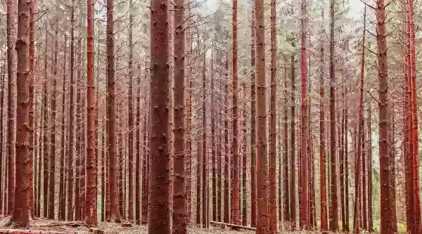 Foto de natureza ilustrativa do versículo da Bíblia: Filipenses 4:10 - Ora, muito me regozijo no Senhor por terdes finalmente renovado o vosso cuidado para comigo; do qual na verdade andáveis lembrados, mas vos faltava oportunidade.