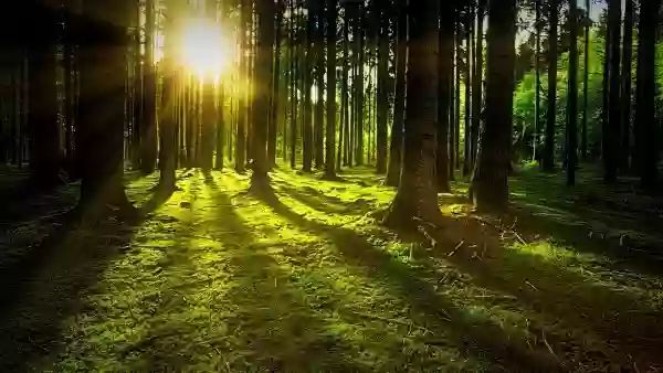 Foto de natureza ilustrativa do versículo da Bíblia: Filipenses 4:11 - Não digo isto por causa de necessidade, porque já aprendi a contentar-me com as circunstâncias em que me encontre.