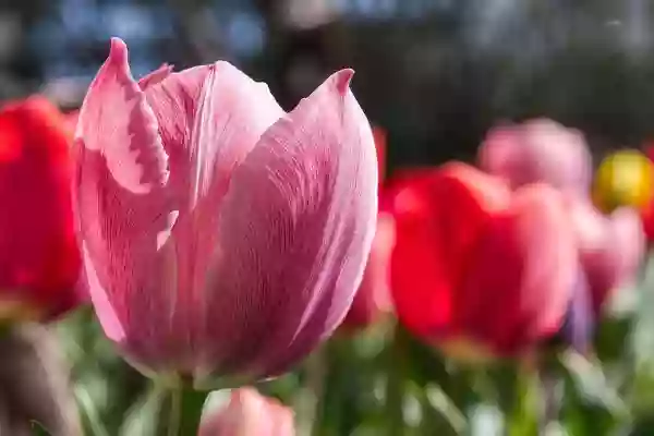 Números 6 24 O Senhor Te Abençoe E Te Guarde Bíblia Paralela