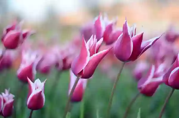 Foto de natureza ilustrativa do versículo da Bíblia: Mateus 11:6 - E bem-aventurado é aquele que não se escandalizar em mim.