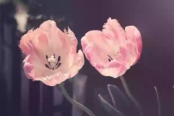 Foto de natureza ilustrativa do versículo da Bíblia: Oséias 5:6 - Eles irão com os seus rebanhos e com as suas manadas, para buscarem ao Senhor, mas não o acharão; ele se retirou deles.