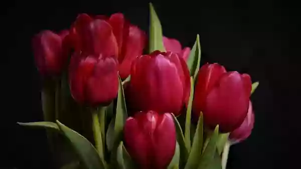 Foto de natureza ilustrativa do versículo da Bíblia: 1ª Tessalonicenses 5:8 - mas nós, porque somos do dia, sejamos sóbrios, vestindo-nos da couraça da fé e do amor, e tendo por capacete a esperança da salvação;
