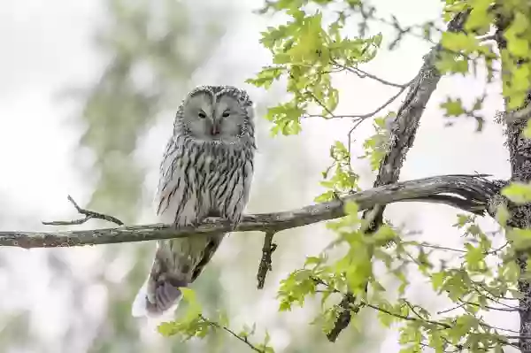 Foto de natureza ilustrativa do versículo da Bíblia: Isaías 42:8 - Eu sou o Senhor; este é o meu nome; e a minha glória não a darei a outrem, nem o meu louvor às imagens esculpidas.