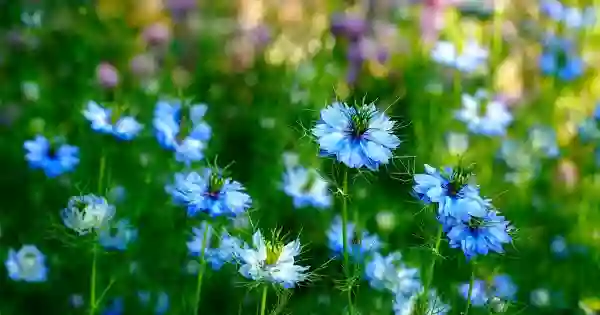 Foto de natureza ilustrativa do versículo da Bíblia: Mateus 12:48 - Ele, porém, respondendo, disse ao que lhe falara: Quem é minha mãe? E quem são meus irmãos?