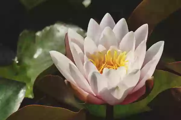 Foto de natureza ilustrativa do versículo da Bíblia: Levítico 8:8 - Colocou-lhe, então, o peitoral, no qual pôs o Urim e o Tumim;