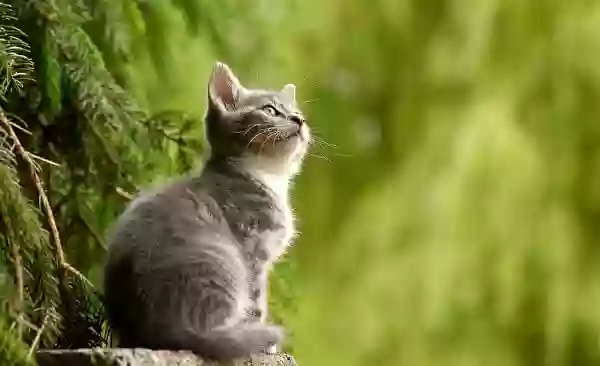Foto de natureza ilustrativa do versículo da Bíblia: Levítico 6:19 - Disse mais o Senhor a Moisés: