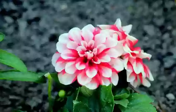 Foto de natureza ilustrativa do versículo da Bíblia: Daniel 2:47 - Respondeu o rei a Daniel, e disse: Verdadeiramente, o vosso Deus é Deus dos deuses, e o Senhor dos reis, e o revelador dos mistérios, pois pudeste revelar este mistério.