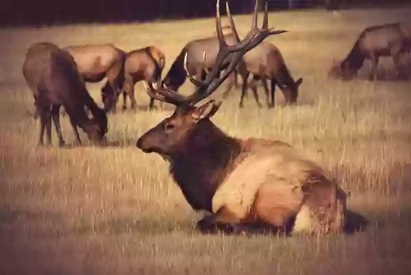 Foto de natureza ilustrativa do versículo da Bíblia: Oséias 10:1 - Israel é vide frondosa que dá o seu fruto; conforme a abundância do seu fruto, assim multiplicou os altares; conforme a prosperidade da terra, assim fizeram belas colunas.