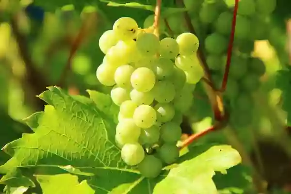 Foto de natureza ilustrativa do versículo da Bíblia: Levítico 7:36 - a qual o Senhor, no dia em que os ungiu, ordenou que se lhes desse da parte dos filhos de Israel; é a sua porção para sempre, pelas suas gerações.