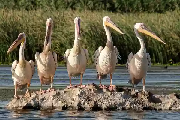 Foto de natureza ilustrativa do versículo da Bíblia: Levítico 7:10 - Também toda oferta de cereais, seja ela amassada com azeite, ou seja seca, pertencerá a todos os filhos de Arão, tanto a um como a outro.