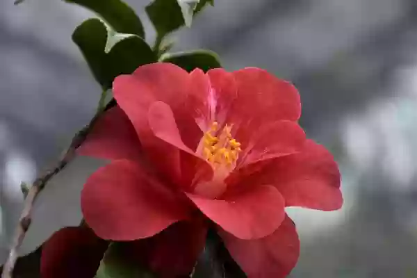 Foto de natureza ilustrativa do versículo da Bíblia: Levítico 7:35 - Esta é a porção sagrada de Arão e a porção sagrada de seus filhos, das ofertas queimadas do Senhor, desde o dia em que ele os apresentou para administrar o sacerdócio ao Senhor;