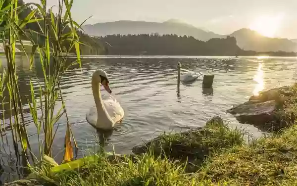 Foto de natureza ilustrativa do versículo da Bíblia: Oséias 7:13 - Ai deles! Porque se erraram de mim; destruição sobre eles! Porque se rebelaram contra mim. Quisera eu remi-los, mas falam mentiras contra mim.