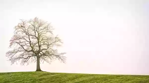 Foto de natureza ilustrativa do versículo da Bíblia: Levítico 7:9 - Igualmente toda oferta de cereais que se assar ao forno, como tudo o que se preparar na frigideira e na assadeira, pertencerá ao sacerdote que a oferecer.