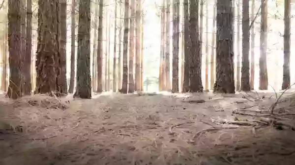 Foto de natureza ilustrativa do versículo da Bíblia: Oséias 1:6 - E tornou ela a conceber, e deu à luz uma filha. E o Senhor disse a Oséias: Põe-lhe o nome de Lo-Ruama; porque não tornarei mais a compadecer-me da casa de Israel, nem a perdoar-lhe de maneira alguma.